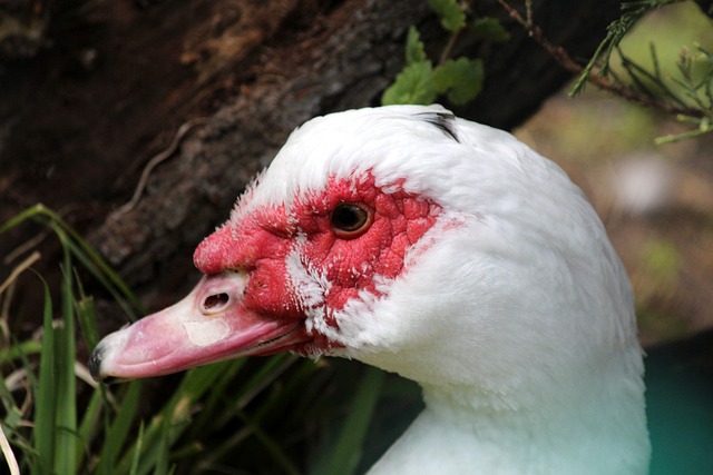 官方：日本U22国家队11月将与英格兰U20、伯恩茅斯进行友谊赛